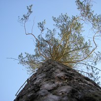 Pohled od kořenu stromu...